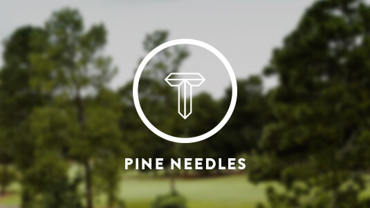 Pine Needles About